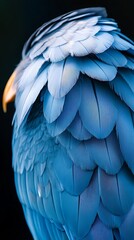 Obraz premium Close-up of a vibrant blue macaw's feathers, showcasing intricate detail and texture.