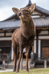 Fototapeta premium Deer Focusing While Chewing and Staring at the Horizon in Front of a Japanese Temple