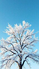 Thick layer of frost on branches of an old tree against clear blue sky , ice, winter, branch