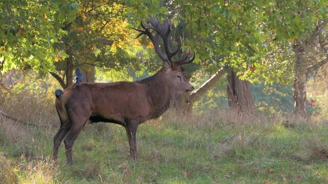 red deer (Cervus elaphus) stag bellow, roar call then grazing at edge of woods, jackdaws perched on back