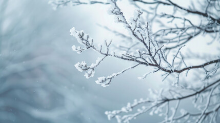snow covered branches