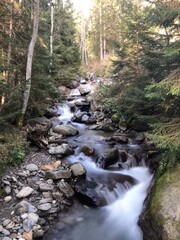 Obraz premium mountain river in the forest