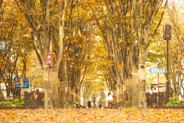 落ち葉舞う紅葉の定禅寺通り