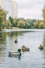 Ducks swimming in a calm city pond surrounded by trees and distant modern buildings in soft focus. 