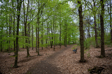 Fototapeta premium A peaceful forest path meanders through lush green trees, with fallen leaves carpeting the ground. A solitary bench invites visitors to pause and enjoy the tranquil atmosphere of spring