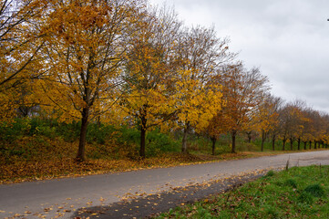Obraz premium Golden leaves fall from trees along a tranquil road. The overcast sky enhances the beauty of the autumn landscape, inviting a calm atmosphere for a leisurely stroll