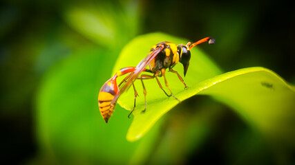 Yellow Potter Wasp (Delta campaniforme) to the leaves. macro photography