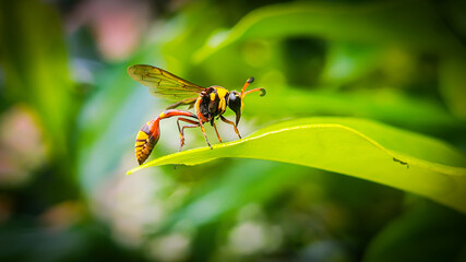 Naklejka premium Yellow Potter Wasp (Delta campaniforme) to the leaves. macro photography