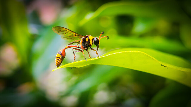 Yellow Potter Wasp (Delta campaniforme) to the leaves. macro photography