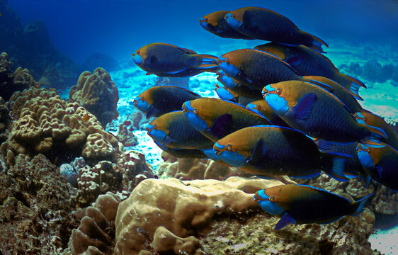 Underwater photo of a school of Parrot fish at a coral reef. From a scuba dive in Thailand.