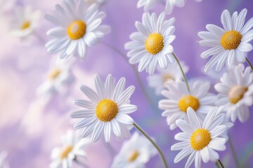 Fototapeta premium Delicate White Daisies on a Soft Purple Background