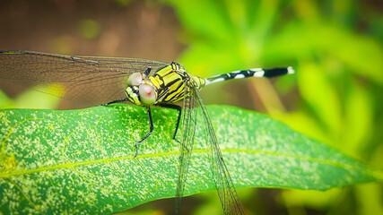 The rhinoceros dragonfly (Orthetrum sabina) slender dragonfly or green marsh hawk is a species of dragonfly in the family Libellulidae. macro photograph