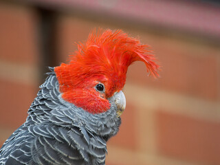 Gang-gang Cockatoo male - portrait