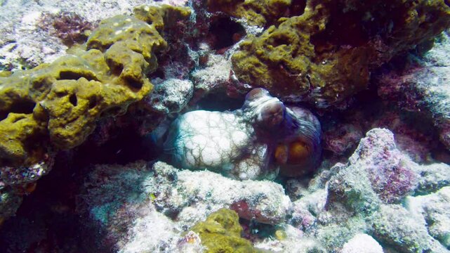 Poulpe dans le lagon de Nouvelle Caledonie