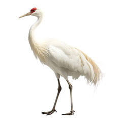 Realistic High-Quality Image of a Crane in Isolated Background
