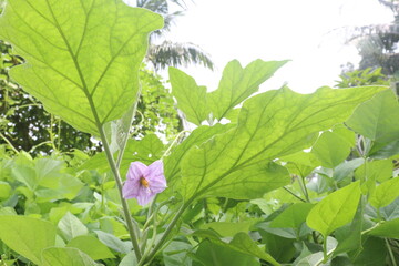 Obraz premium brinjal flower on tree in the farm for harvesting