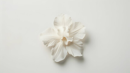 White Flower Illustration Minimalist Background
