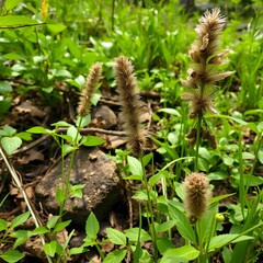 Obraz premium mushroom in the forest