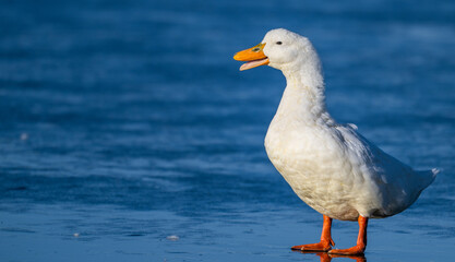 Fototapeta premium Pekin ducks quacks happily as it stands on the ice of a lake in winter.