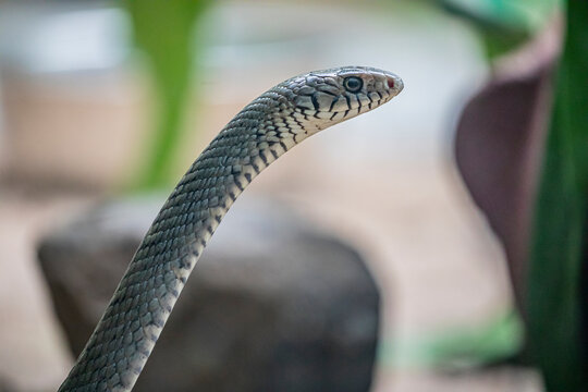 Indian rat snake (Ptyas mucosa) is a common non-venomous species of colubrid snake found in parts of South and Southeast Asia.