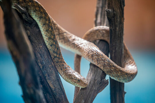 The checkered keelback (Fowlea piscator) is a common species in the subfamily Natricinae of the family Colubridae. The species is endemic to Asia. It is non-venomous.