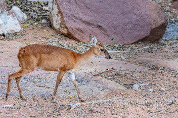 The female four-horned antelope (Tetracerus quadricornis) is a small bovid antelope native to...