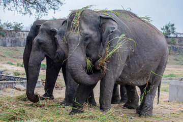 Fototapeta premium the indian elephant (Elephas maximus indicus) is eating grass in Nehru Zoological Park Hyderabad, one of the largest zoos in the India.