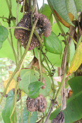 dioscorea alata purple yam on plant in farm