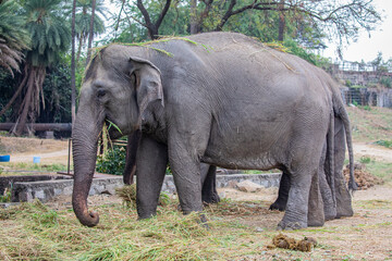 the indian elephant  (Elephas maximus indicus) is eating grass in Nehru Zoological Park Hyderabad, one of the largest zoos in the India.