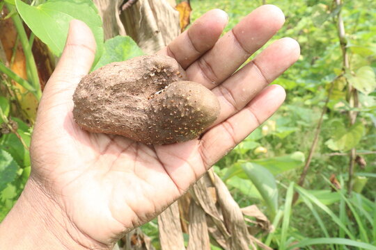 dioscorea alata purple yam on plant in farm