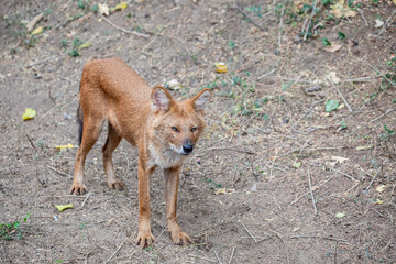 The Indian dhole (Cuon alpinus) is a highly social and intelligent canid found in South and...