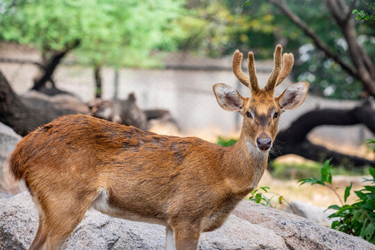 Manipur brow-antlered deer  (Rucervus eldii eldii) is an endemic and endangered subspecies of Eld's deer found only in Manipur, India. It is also the state animal of Manipur.