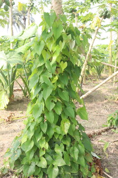 dioscorea alata purple yam plant on farm