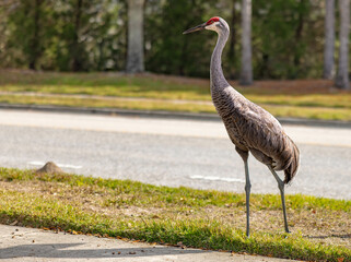 Naklejka premium grey crowned crane