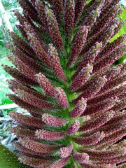 Closeup of pink Gunnera Manicata's or Brazilian giant rhubarb's flower head. Ucluelet, BC, Canada