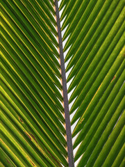 Macro View of a Green Palm Frond in Honolulu, Hawaii.
