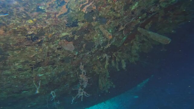 coral reef in the caribbean