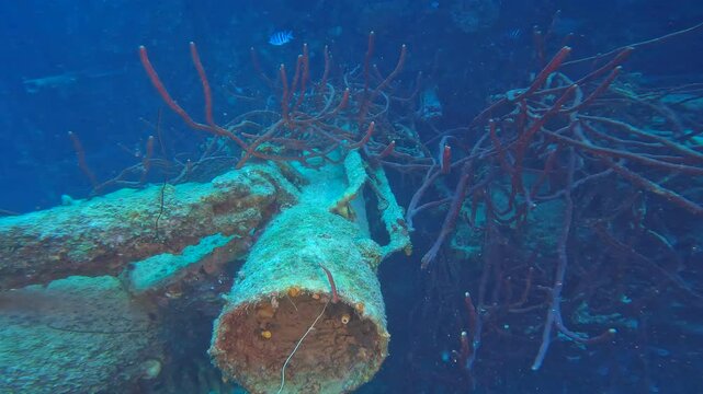 coral reef in the caribbean