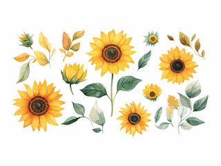 sunflower isolated on white background