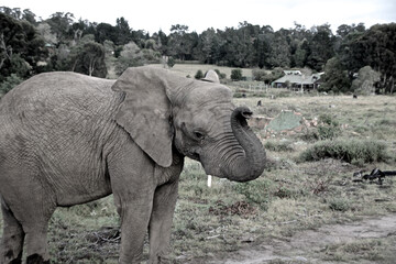 Fototapeta premium Elephant 