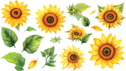 set of sunflowers