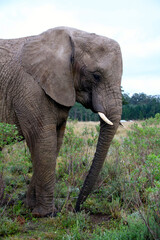 Obraz premium Elephant 