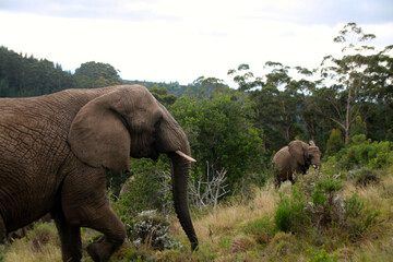 Fototapeta premium Elephant 