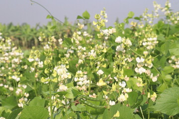 Fototapeta premium Hyacinth Beans on plant in farm