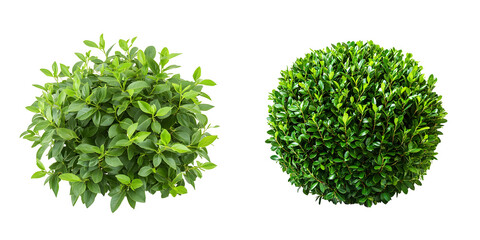 Fototapeta premium Lush Green Round Hedge Plants for Landscaping on transparent background