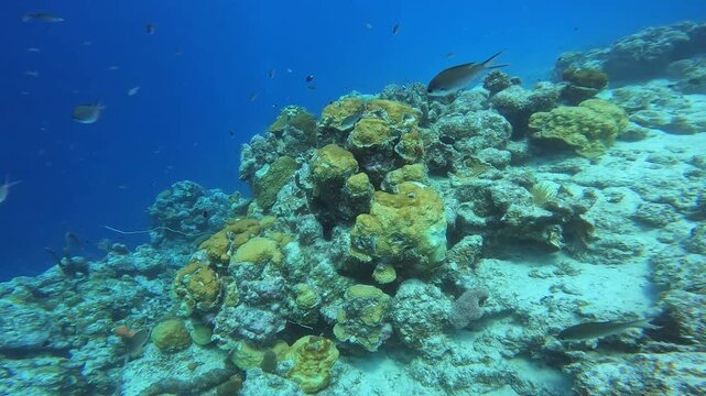 coral reef in the caribbean