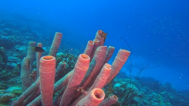 coral reef in the caribbean