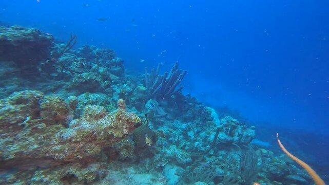 coral reef in the caribbean
