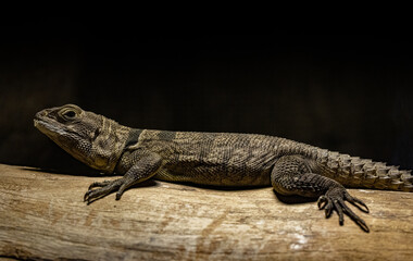 Obraz premium lizard on a tree