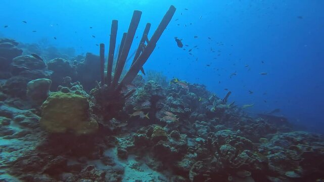 coral reef in the caribbean
